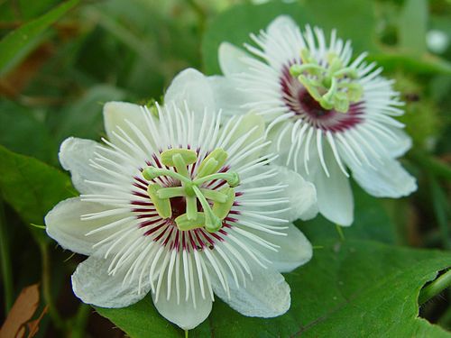 Passiflora foetida